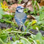 Eurasian blue tit in Sweden, April 2018