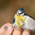 Blue tit displaying aggression during ringing