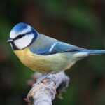 Eurasian blue tit